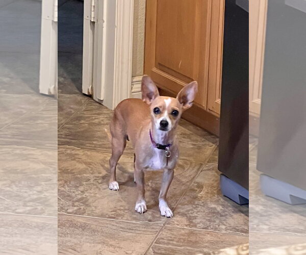 Medium Photo #2 Chihuahua Puppy For Sale in Menifee, CA, USA