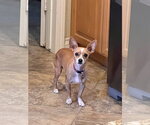Small #1 Chihuahua