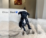 Small Photo #4 Belgian Malinois Puppy For Sale in LAS VEGAS, NV, USA