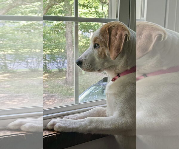 Medium Photo #5 Great Pyrenees-Unknown Mix Puppy For Sale in Mount Laurel, NJ, USA