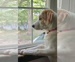 Small #4 Great Pyrenees Mix