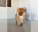 Small #11 Pomeranian