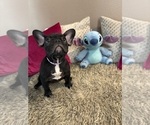 Puppy Puppy 4 French Bulldog