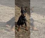 Small #4 Doberman Pinscher