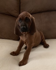 Redbone Coonhound Puppy for sale in YUCAIPA, CA, USA