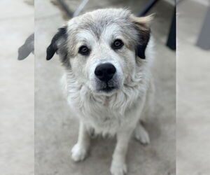 Great Pyrenees-Unknown Mix Dogs for adoption in Dallas, TX, USA