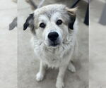 Small Great Pyrenees Mix