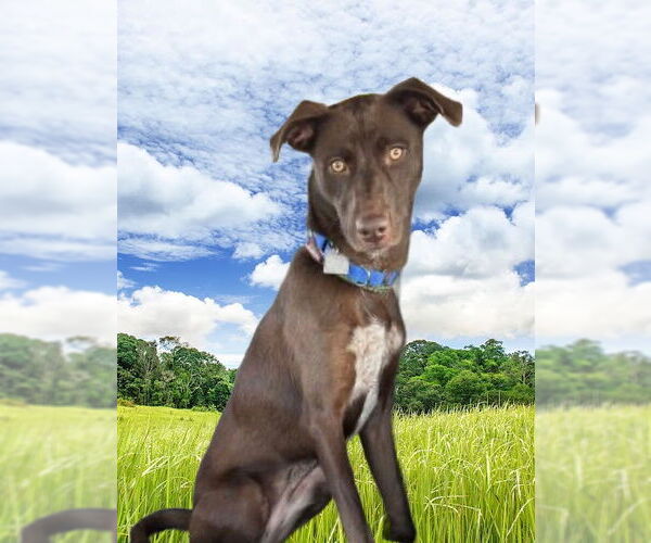 Medium Photo #3 Border Collie-Chocolate Labrador retriever Mix Puppy For Sale in Mt. Laurel, NJ, USA