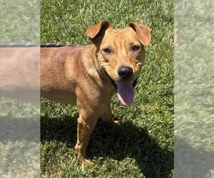 Mutt Dogs for adoption in Tracy, CA, USA