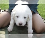 Puppy Sandy Anatolian Shepherd-Great Pyrenees Mix