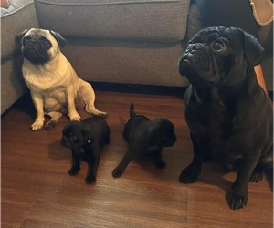 Father of the Pug puppies born on 10/19/2023