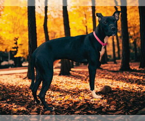 Mutt Dogs for adoption in Ames, IA, USA