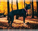 GLORIA - Female Mutt Dog for Adoption - Small photo
