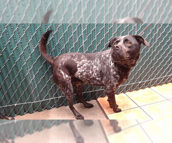 Medium Photo #1 Border Collie-Unknown Mix Puppy For Sale in Downey, CA, USA