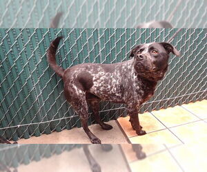 Border Collie Mix Dog for Adoption in Downey, California USA