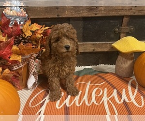 Cavapoo Puppy for sale in FULTON, KS, USA