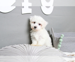 Small Photo #5 Maltese Puppy For Sale in MARIETTA, GA, USA
