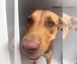 A664008 - Female Rhodesian Ridgeback Dog for Adoption - Small photo