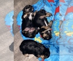 Small Photo #1 Yorkshire Terrier Puppy For Sale in P C BEACH, FL, USA