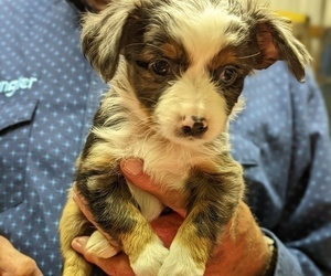 Miniature Australian Shepherd Puppy for sale in PLATTEVILLE, CO, USA