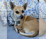 Small #4 Chiweenie