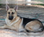 Small Photo #8 German Shepherd Dog Puppy For Sale in LAKELAND, FL, USA