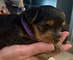 Small Photo #5 Yorkshire Terrier Puppy For Sale in MERCED, CA, USA