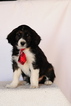 Small Photo #1 Aussiedoodle Puppy For Sale in MONTROSE, CO, USA