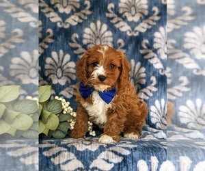 Cavapoo Puppy for sale in OXFORD, PA, USA