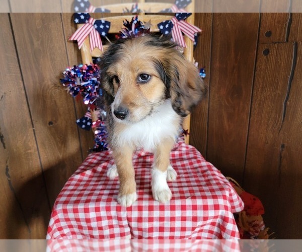 Medium Photo #4 Bernedoodle (Miniature) Puppy For Sale in BLACK FOREST, CO, USA