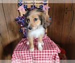 Small Photo #106 Bernedoodle (Miniature) Puppy For Sale in BLACK FOREST, CO, USA