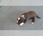 Small Photo #4 American Pit Bull Terrier Puppy For Sale in WENATCHEE, WA, USA