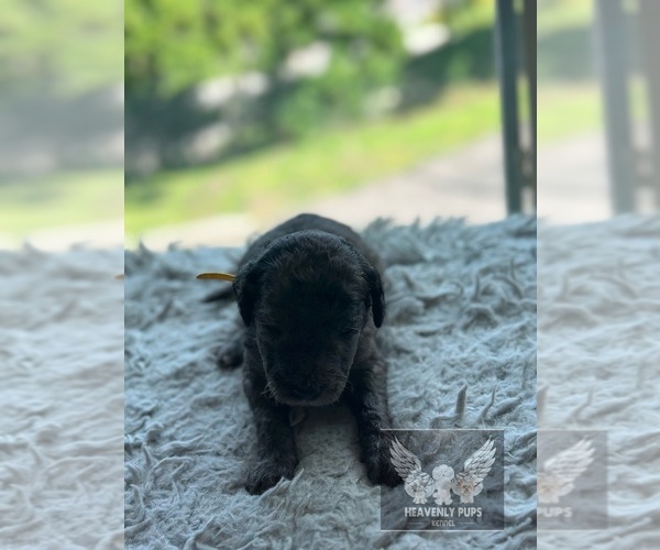 Medium Photo #4 Goldendoodle Puppy For Sale in DULUTH, MN, USA