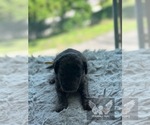 Small #3 Goldendoodle