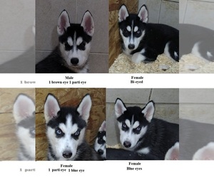 Siberian Husky Puppy for sale in KENNEWICK, WA, USA