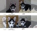 Image preview for Ad Listing. Nickname: Apple Butter