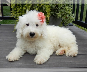 Goldendoodle (Miniature) Puppy for sale in MILLERSBURG, OH, USA