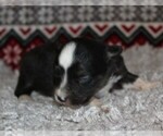 Small Photo #4 Miniature Australian Shepherd Puppy For Sale in MARION CENTER, PA, USA