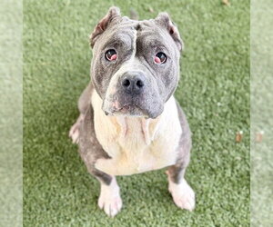 American Pit Bull Terrier-Unknown Mix Dogs for adoption in Tavares, FL, USA