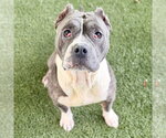 DIME - Female American Pit Bull Terrier-Unknown Mix Dog for Adoption - Small photo