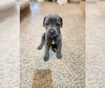 Small Photo #22 Cane Corso Puppy For Sale in ATASCOCITA, TX, USA