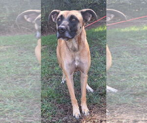 Medium Boxer Mix