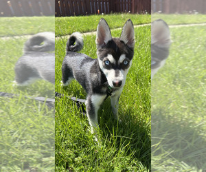 Alaskan Klee Kai Puppy for sale in DAYTON, OH, USA