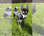 Small Alaskan Klee Kai