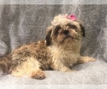 Small Photo #1 Shih Tzu Puppy For Sale in LAKELAND, FL, USA