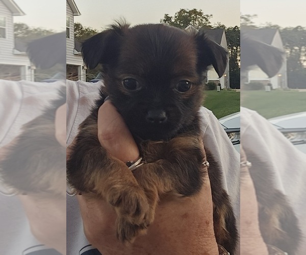 Medium Photo #1 Chihuahua-Chiweenie Mix Puppy For Sale in MURFREESBORO, TN, USA