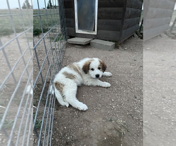 Medium Photo #1 Saint Pyrenees Puppy For Sale in CARPENTER, WY, USA