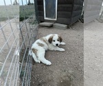 Puppy Puppy 2 Saint Pyrenees