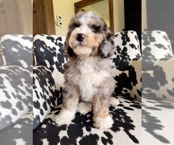 Medium Photo #6 Bernedoodle Puppy For Sale in CENTURIA, WI, USA