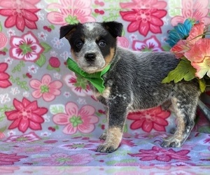 Australian Cattle Dog Puppy for sale in LANCASTER, PA, USA